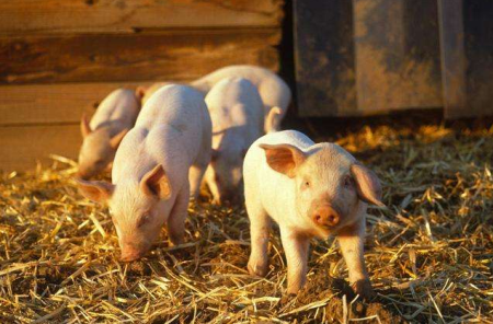 养猪企业好日子继续，生猪养殖后市或保持乐观预期