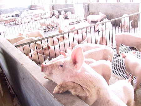 猪肉需求端恢复力度快于供给端，猪价“两会”后或现阶段高点！