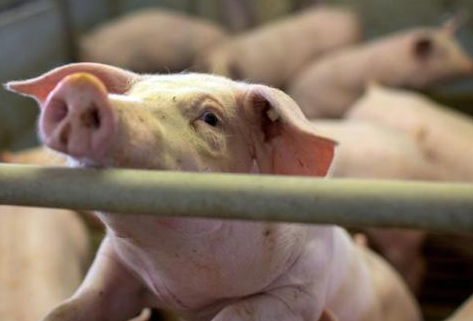 3月牧原生猪出栏首次反超温氏31万头，金新农卖猪价超24元/斤