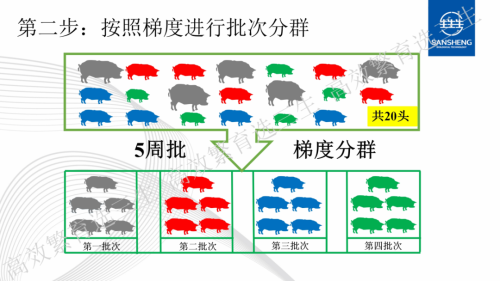 后备猪批次分群