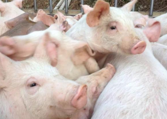 保障首都市民“肉案子”，首农食品京外再添生猪养殖基地