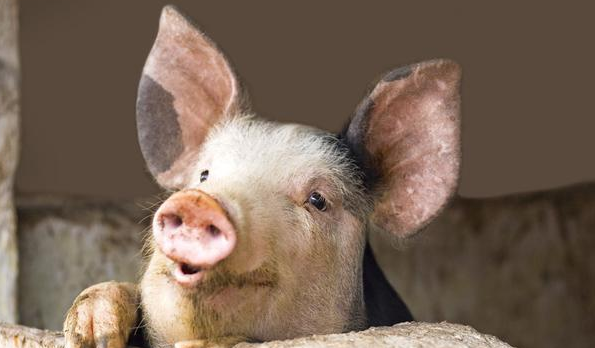 上海猪肉数据：批发、零售价呈现双降