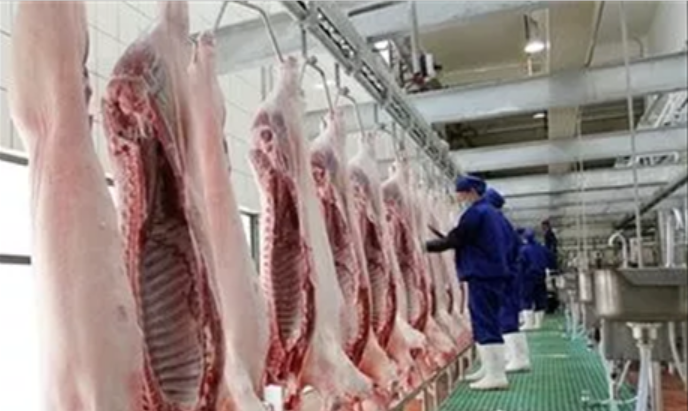商品猪屠宰检疫中常见的几种疫病及其无害化处理