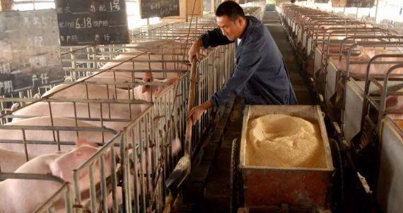 生饲料养猪的七个优点，精粗分开、喂前消毒防猪瘟