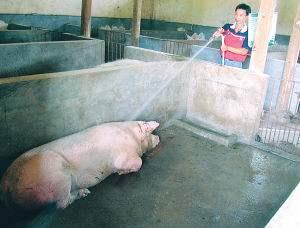 水管喷洒，给猪进行降温