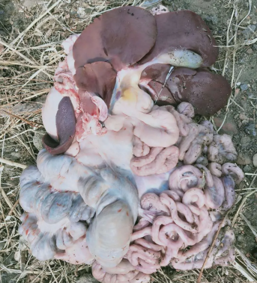 猪的所有内脏器官图片