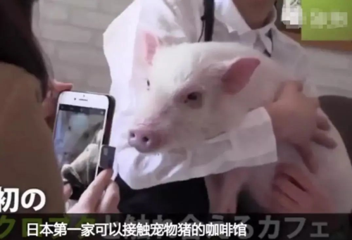 日本宠物猪咖啡馆