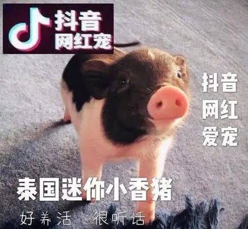 抖音网红猪