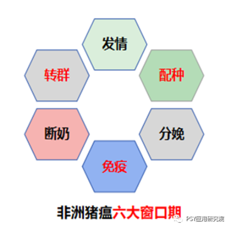 非洲猪瘟六大窗口期