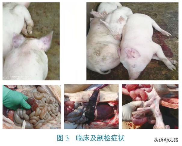 中国动物检疫：湖南省保靖县非洲猪瘟疫情紧急流行病学调查