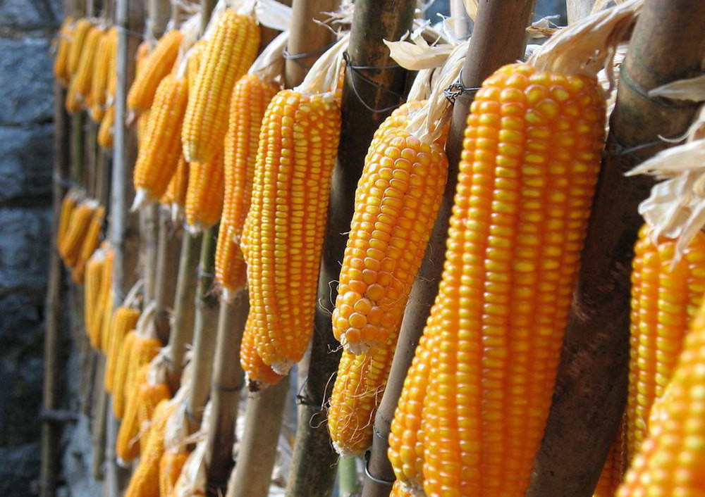 玉米价格创新高 供需结构可能改变