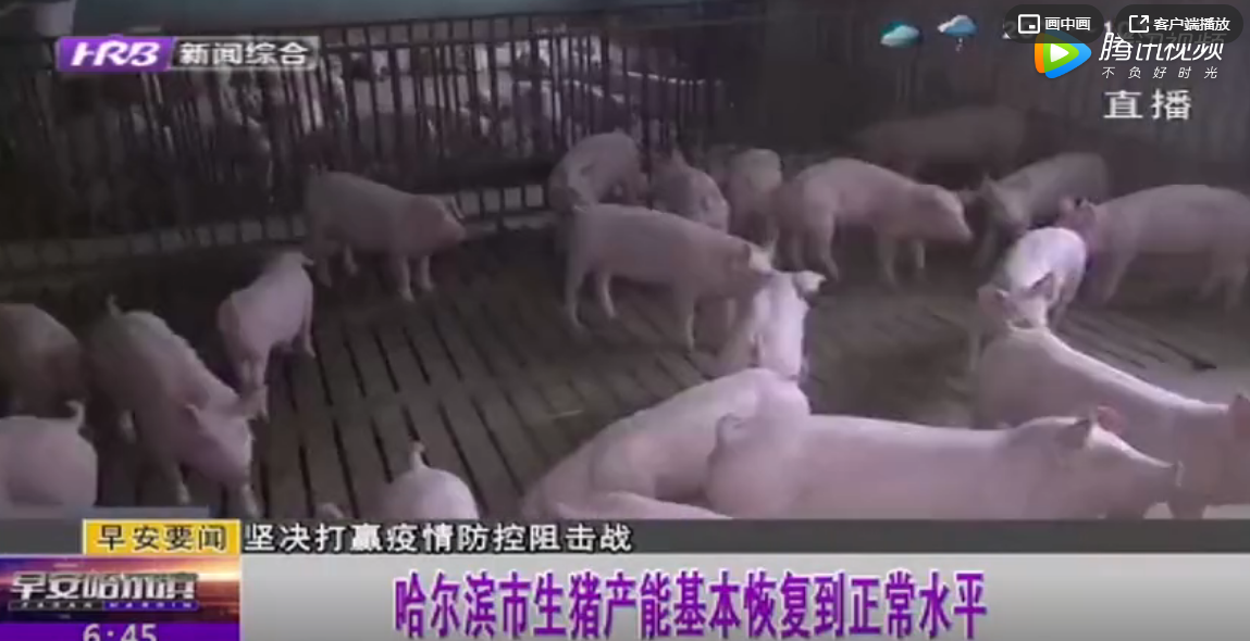 哈尔滨市生猪产能基本恢复正常水平！猪肉降价跌至15.3元/斤左右 