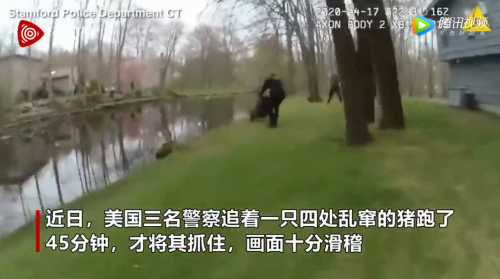 美国一头猪在街上乱窜 三警察被“遛”45分钟才将其抓获