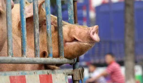 生猪存栏恢复缓慢，产业景气周期将显著拉长，继续重点推荐养殖产业链！