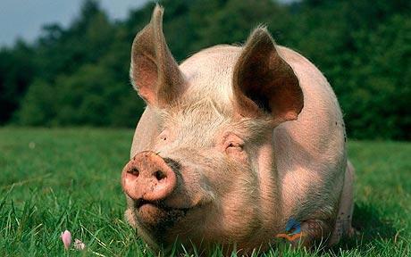 浅谈中央6项经济措施对当前生猪行业的影响！
