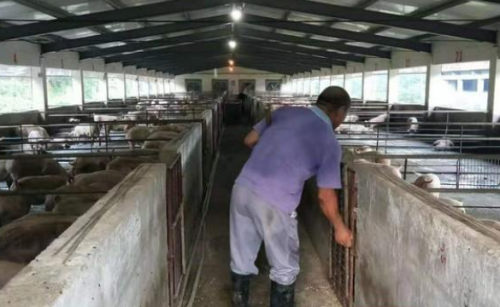 湖南益阳赫山区多措并举稳定生猪生产 确保群众“菜篮子”安全