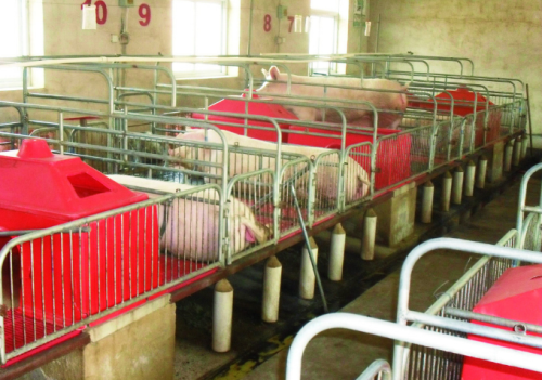 最大养猪省生猪存栏连增5个月 产量有望恢复常年水平