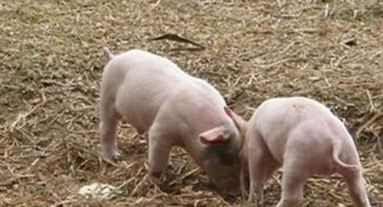 4月21日全国各省市20公斤仔猪价格报价表，重庆潼南仔猪均价在2800元/头！