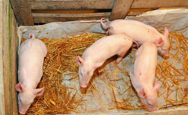 4月21日全国各省市10公斤仔猪价格报价表，受补栏影响，仔猪价格继续看涨！