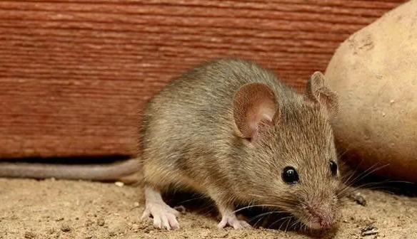 鼠类可能携带哪些猪病原？