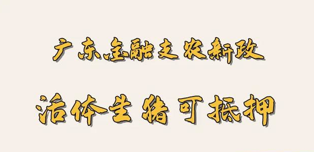 广东金融支农：生猪活体抵押，最快五小时放贷