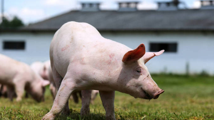 4月22日全国各省市20公斤仔猪价格报价表，部分地区仔猪价格有所回落，主要集中在土杂猪这块！