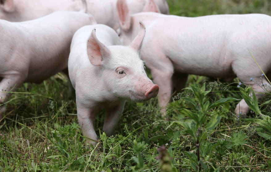 4月22日全国各省市15公斤仔猪价格报价表，广州地区外三元仔猪价格普遍高于1800元/头！