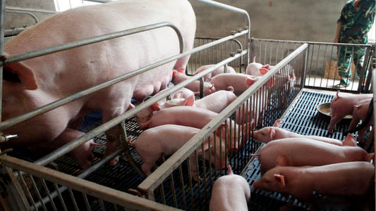 母猪进产房49天的管理方案