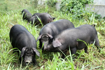优质黑猪配套系：生态饲喂，香味浓郁