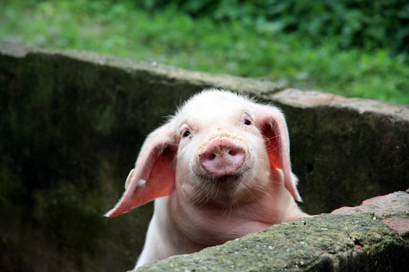猪肉价格“9连降” 年内已经投放15次累计30万吨中央储备肉