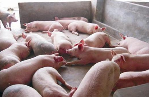 三年之内，将有60%的养猪人被淘汰？散户如何与规模猪场竞争？