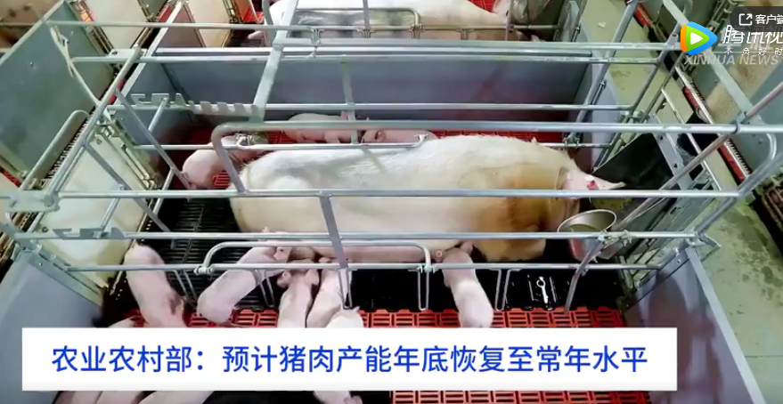 农业农村部：预计猪肉产能年底恢复至常年水平