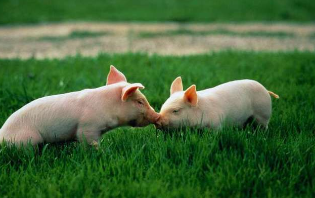 4月23日全国各省市20公斤仔猪价格报价表，多地仔猪价格维持在2000元/头以上！