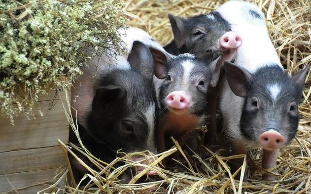 4月23日全国各省市15公斤仔猪价格报价表，小猪供应不求，价格继续上涨！
