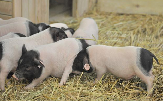 4月23日全国各省市10公斤仔猪价格报价表，生猪产能恢复期，继续维持高价！