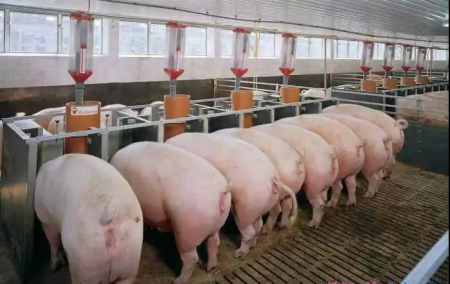 猪场的批次管理---现今养猪生产唯一实用的生产方式