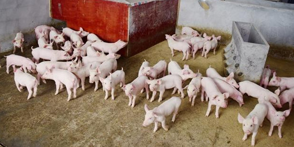 酸化剂在猪饲料中的作用：降低在消化道中PH值