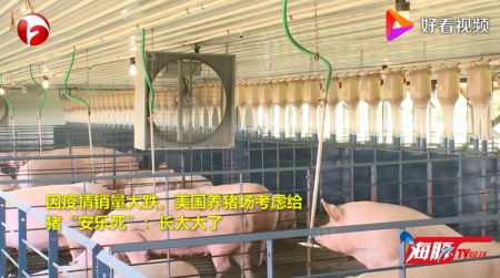 美国农场主要让猪安乐死
