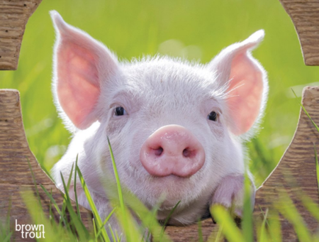 4月25日全国各省市10公斤仔猪价格报价表，北方部分地区抓仔猪成本最低