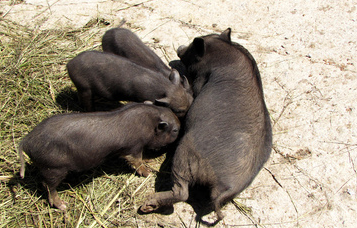 4月26日全国各省市15公斤仔猪价格报价表，各地区仔猪价格每头单价普遍在100元左右！