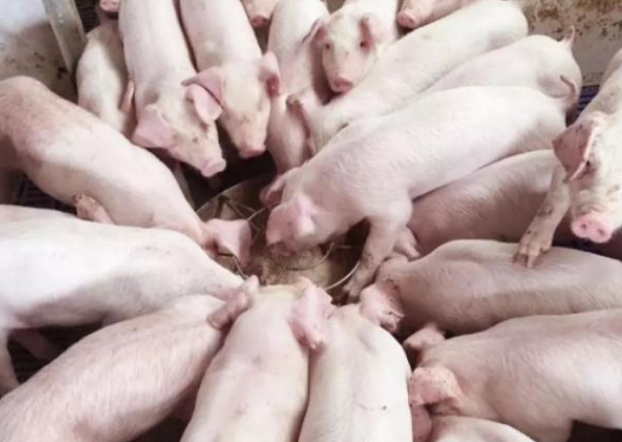 仔猪成活率低，从仔猪到保育猪要注意哪些方面，才能尽可能避免损失？