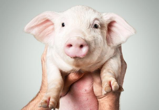 全国生猪生产继续向好，15省一季度“增猪”成绩大公布！
