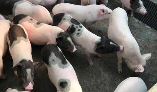 云南澜沧：公司带动农户生猪养殖促民富
