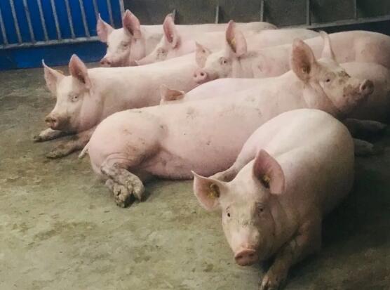 恢复生猪生产，种猪数量严重不足怎么办？