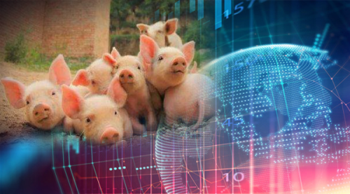 150万头生猪遇险，美国人快吃不上肉？中国万亿级市场生变，养殖巨头这样看