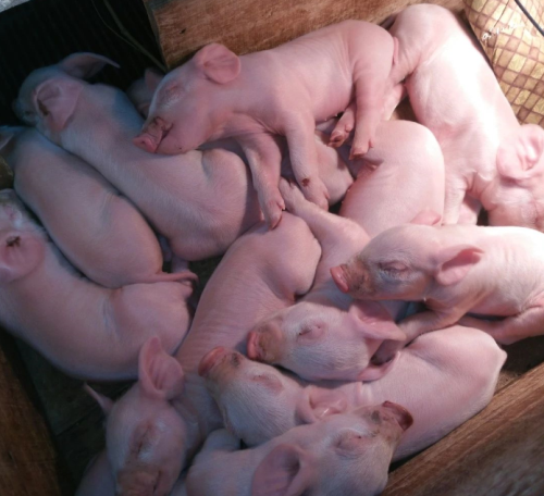 猪刚出生的样子的图片图片