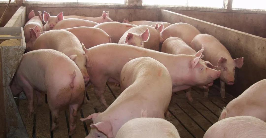 美国最新研究成果：如何让猪长得慢？
