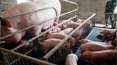 产房的管理核心环节：规模猪场母猪接产30问