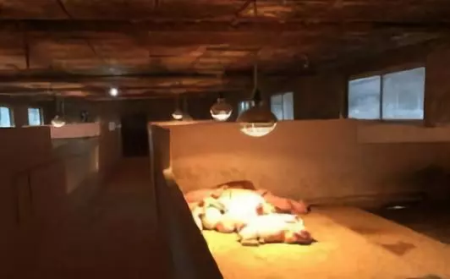 猪场小猪营养性拉稀，养猪人知道是怎么回事吗？