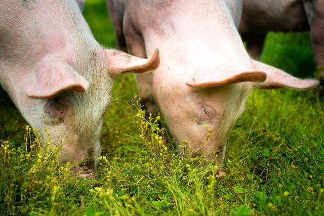 能繁母猪存栏缺口1000万头左右，二元不足、三元来凑，会影响生猪复产吗？